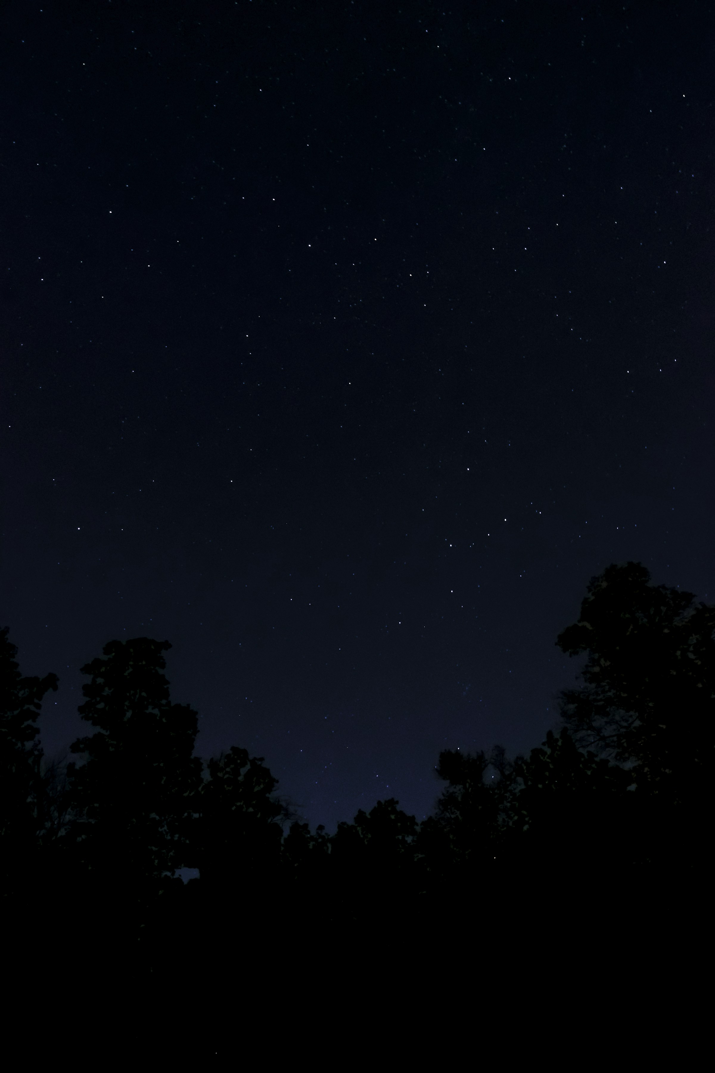 Star-filled night sky above the trees at Pickett CCC Memorial State Park