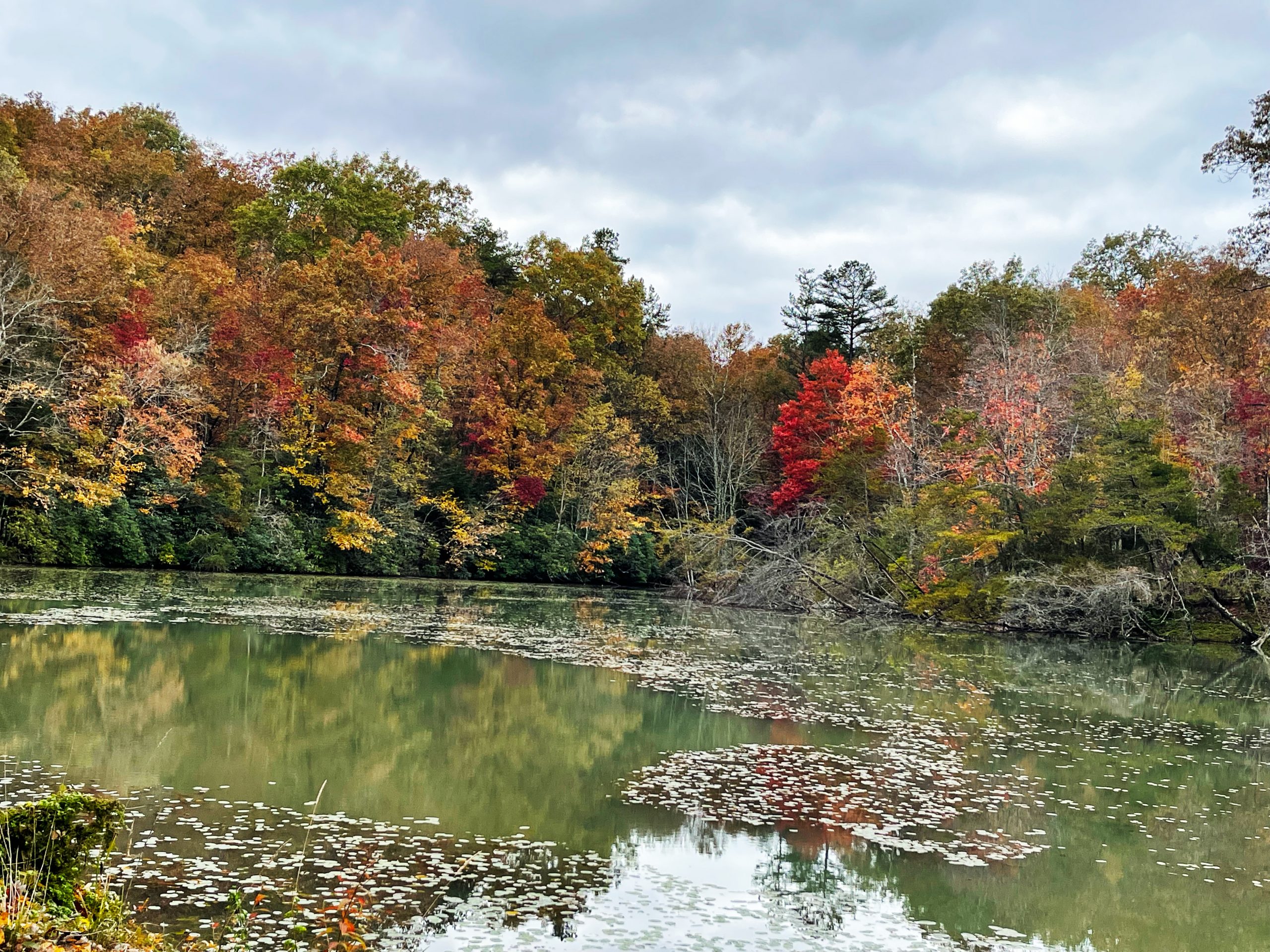 Quiet fishing pond surrounded by trees